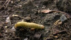 Caterpillar Stock Footage