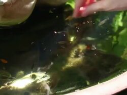 Women feed to fish in the basin. Stock Footage