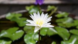 White water lily Stock Footage