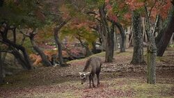 Deer in Nara park, Japan Stock Footage