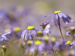 MS Shot of Common felicia flowers moving slightly / Namaqualand, Northern Cape, South Africa Stock Footage