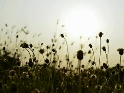 Silhouette grass with sunset Stock Footage