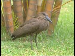 Preps for possible bird flu as migration underway News Clip