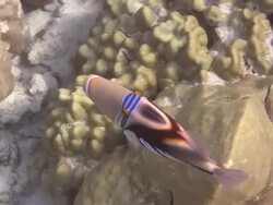 Reef triggerfish in Hawaii HD Stock Footage