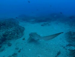 MS POV Shot of Zebra shark swimming away and comes to rest on sea floor with remora attaching / Matola, Maputo, Mozambique Stock Footage