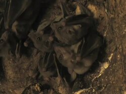 Fruit bats (family Pteropodidae) females, all react simultaneously, Israel Stock Footage