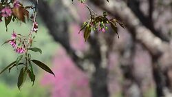 Cherry Blossom Stock Footage
