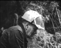 CHRISTMAS TREE HARVEST News Clip