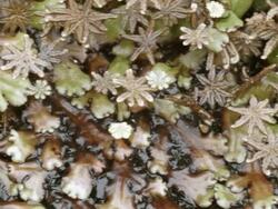 Pan across Marchantia liverworts with sporocarps Stock Footage