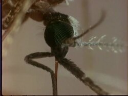 Anopheles Mosquito, ECU head, antennae and proboscis, removes proboscis from skin Stock Footage