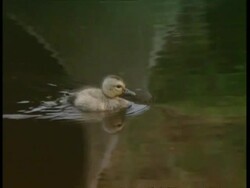 MCU Tracking left, duckling paddles quickly on lake Stock Footage