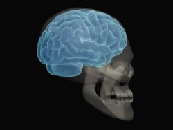 Human head with brain and skull Stock Footage