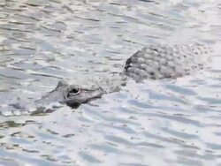 American Aligator swimming across in the Everglades Stock Footage
