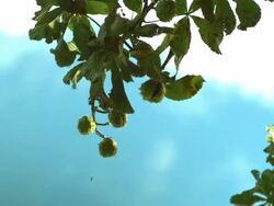 Horse chestnut conkers falling from tree Stock Footage