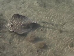 Stingray near the ocean shore at Florida Keys Stock Footage