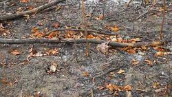Panning of land after burning Stock Footage