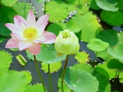 MS Lotus flowers shaking for wind / Phra Nakhon, Bangkok, Thailand Stock Footage