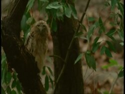 MS Brown hawk owl, Ninox scutulata, on branch bobbing head, Bandhavgarh National Park, India Stock Footage