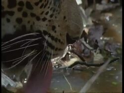 BCU Jaguars muzzle, drinking from pool, South America Stock Footage