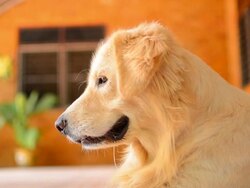 Hungry Golden Retriever Dog Stock Footage