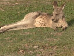 Kangaroo Grazing, Relaxed, Outback, Australia Stock Footage