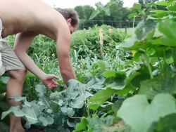 MS Man picking up vegetable and leaves frame in garden / Tornto, Ontario, Canada Stock Footage