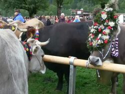 MS Viehscheid at Schollang near Oberstdorf, ceremonial driving down of cattle from mountain pastures into valley in autumn at Allgau Alps / Oberstdorf, Bavaria, Germany Stock Footage