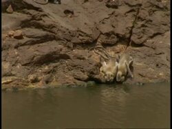 MS Hanuman Langurs, Semnopithecus entellus, drinking from lake, Bandhavgarh National Park, India Stock Footage
