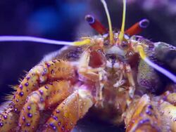 CU Hermit Crab's face / Honolulu, Hawaii, United States Stock Footage