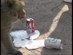 THAILAND: MONKEY'S DRINK PROBLEM News Clip