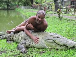 Costa Rican Fisherman Wrestles His Pet Crocodile Stock Footage