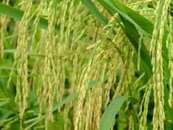 Close up rice in field Stock Footage