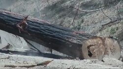 The U.S. Forest Service says salvage logging, or the removal of dead trees, is needed following last year's Rim Fire in California's central Sierra Nevada region. However, environmentalists are eyeing the courts to stop it. (Aug. 4) News Clip