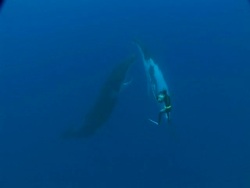Cameraman filming Humpback Whale (Megaptera novaeangliae) Mother and Calf, Toku, Tonga Stock Footage