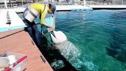 CLEAN : Beluga whale artist in a Japan News Clip