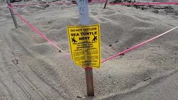 Sea Turtle Nest On A South Florida Beach Stock Footage