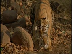 Slow motion Royal Bengal tiger (Panthera tigris tigris) pair mating, Bandhavgarh National Park, India Stock Footage