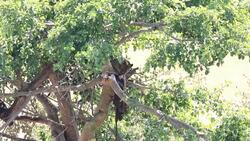 Leopard eating freshly killed antelope on the tree Stock Footage