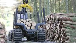 Freshly cut timber in Grizedale forest, Lake District, UK, being hauled to the roadside by an ATV. Stock Footage