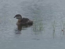 Grebe  60i Stock Footage