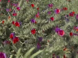 Red and violet flowers in summer field Stock Footage