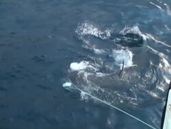 Medium static - A  great white shark thrashes at the surface of the ocean as it pulls bait on a line. Stock Footage