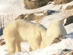   MS One polar bear foraging in snow and onther sitting in snow / Churchill, Manitoba, Canada Stock Footage