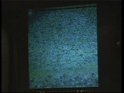 Disputed Picasso painting withdrawn from NYC auction News Clip