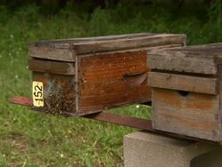 Wider shot of the bee hive marked "152." Stock Footage