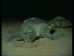 Olive Ridley Sea Turtle (Lepidochelys olivacea) filling in hole after laying eggs, India Stock Footage