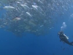 Diver with school of Bigeye Jacks (Caranx sexfasciatus) in blue ocean, Vaavu Atoll, The Maldives. Stock Footage