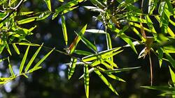 Movement of bamboo tree Stock Footage