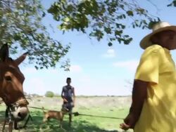 CU TS Shot of Man going to searching for water / Pilao Arcado, Bahia, Brazil Stock Footage