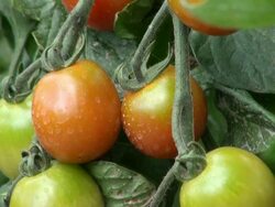CU Shot of solanum lycopersicum or tomato / Serrig, Rhineland-Palatinate, Germany Stock Footage